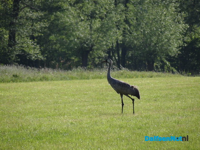 Kraanvogel - Foto: Ingezonden foto
