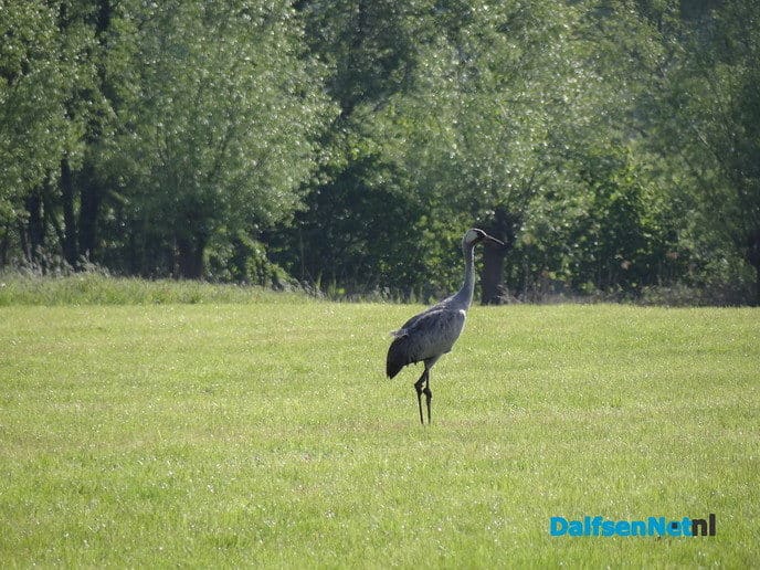 Kraanvogel - Foto: Ingezonden foto