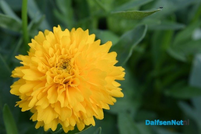 Fotografie-avond bij Kwekerij Onderdijk in Dalfsen - Foto: Johan Bokma