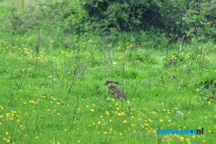 Veel te zien in de Marshoek - Foto: Johan Bokma