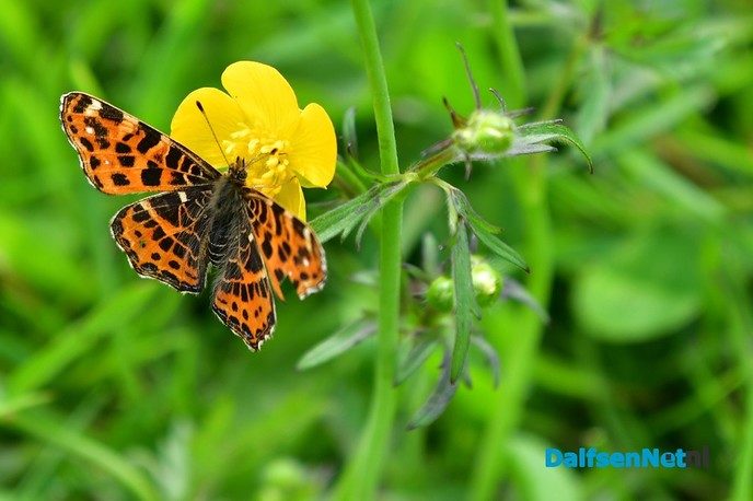 Veel te zien in de Marshoek - Foto: Johan Bokma
