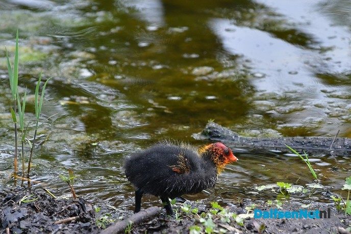 Veel te zien in de Marshoek - Foto: Johan Bokma