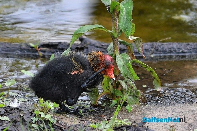 Veel te zien in de Marshoek - Foto: Johan Bokma