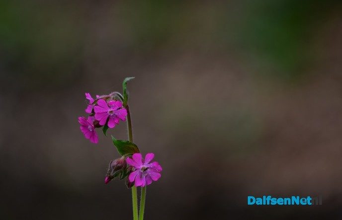 Volop voorjaar in en rond Dalfsen - Foto: Johan Bokma