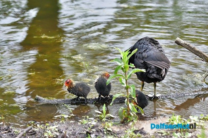 Veel te zien in de Marshoek - Foto: Johan Bokma