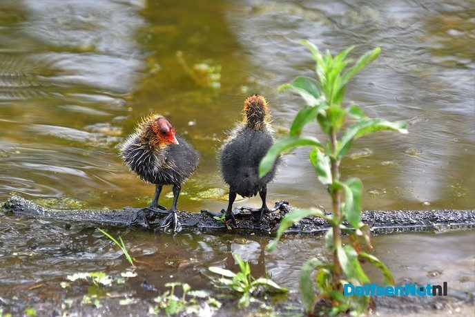 Veel te zien in de Marshoek - Foto: Johan Bokma