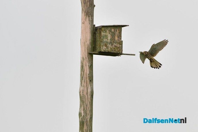 Veel te zien in de Marshoek - Foto: Johan Bokma