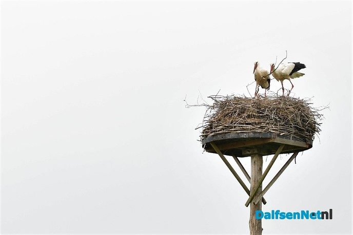 Veel te zien in de Marshoek - Foto: Johan Bokma