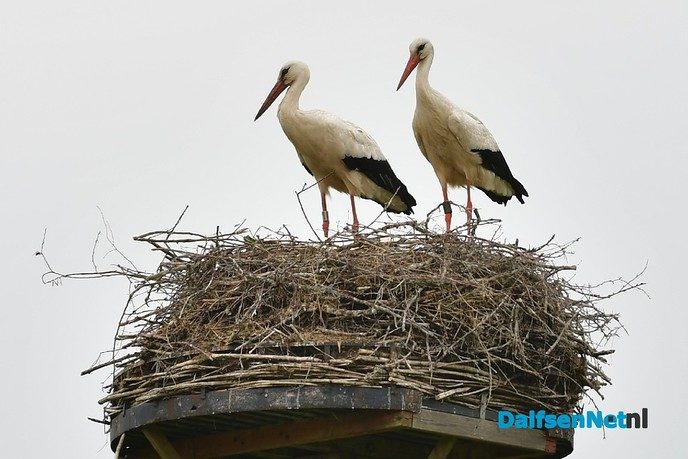 Veel te zien in de Marshoek - Foto: Johan Bokma