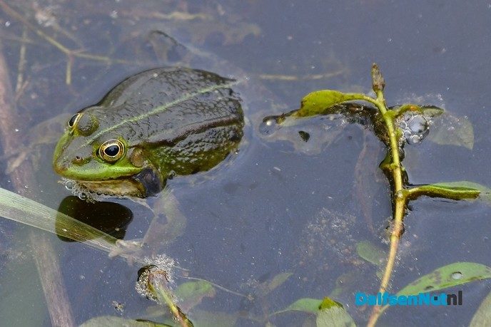 Veel te zien in de Marshoek - Foto: Johan Bokma