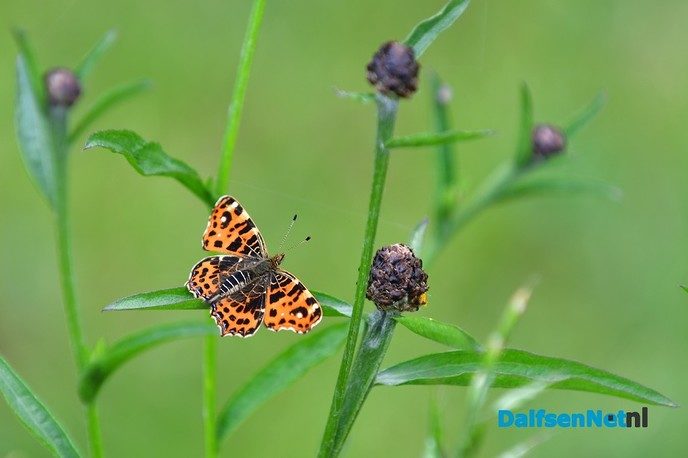 Veel te zien in de Marshoek - Foto: Johan Bokma
