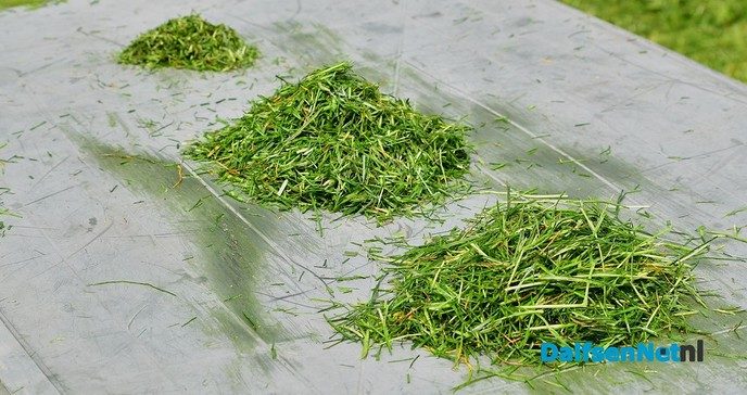Veldaudit Feijen succes: 50 melkveehouders doken in het gras - Foto: Johan Bokma