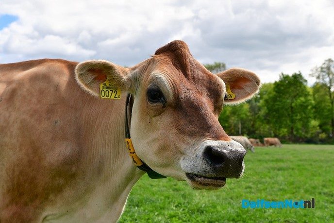De eerste Open Boerderijdagen een enorm succes! - Foto: Johan Bokma