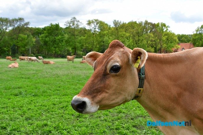 Veel bezoekers tijdens de eerste open Boerderijdag - Foto: Johan Bokma
