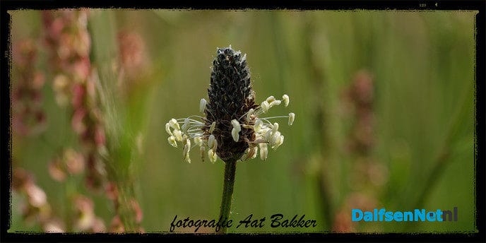 Gewoon in het gras - Foto: Ingezonden foto
