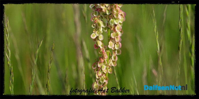 Gewoon in het gras - Foto: Ingezonden foto