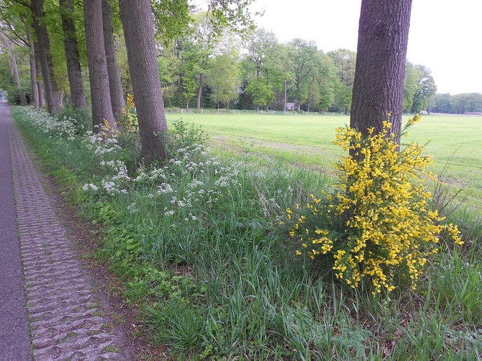 Mooie bermbloeisels