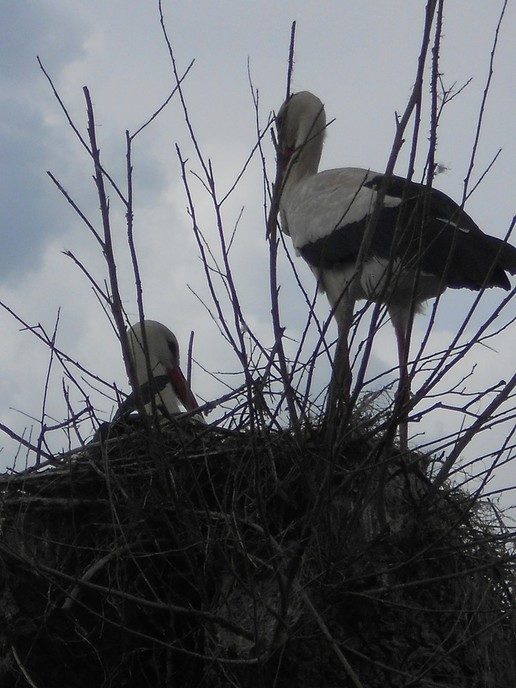 Ooievaarsnest - Foto: Eigen geleverde foto