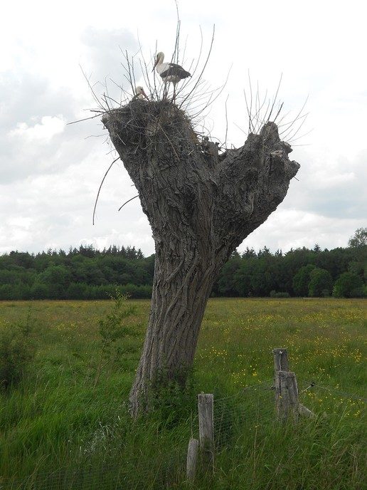 Ooievaarsnest - Foto: Eigen geleverde foto
