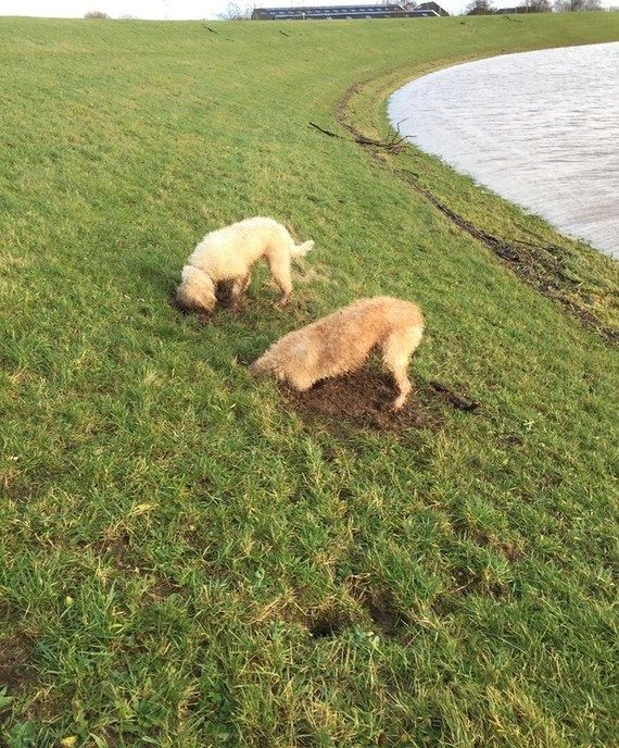 Gravende honden maken dijken kapot - Foto: Eigen geleverde foto