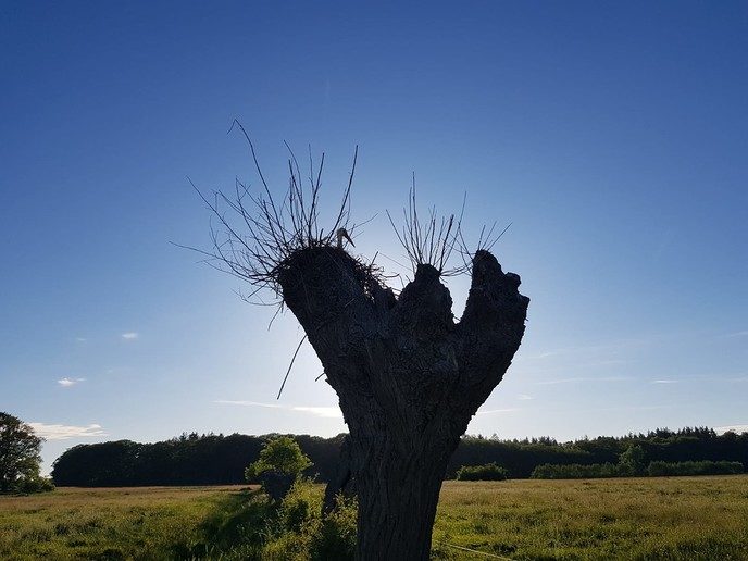Alternatief ooievaarsnest - Foto: Ingezonden foto