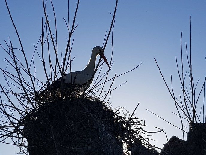 Alternatief ooievaarsnest - Foto: Ingezonden foto