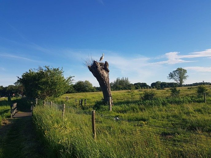 Alternatief ooievaarsnest - Foto: Ingezonden foto