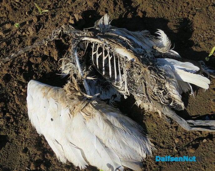 Het blijft genieten langs de Emmertochtsloot - Foto: Wim