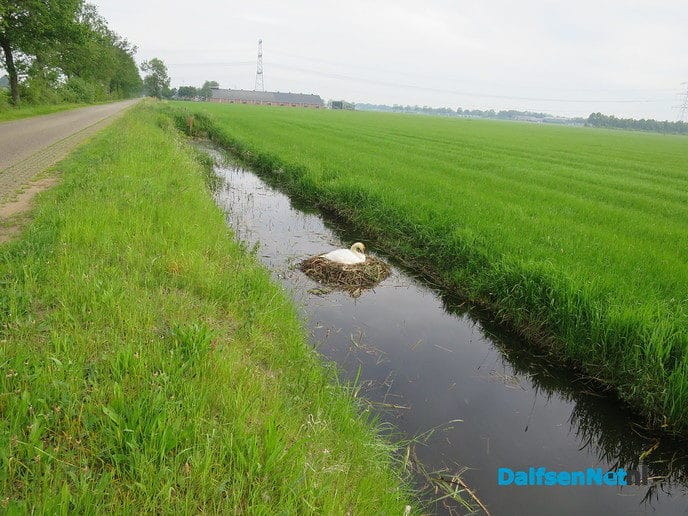 Waar veel water is zijn ook zwanen - Foto: Wim