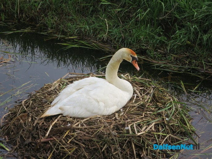 Waar veel water is zijn ook zwanen - Foto: Wim