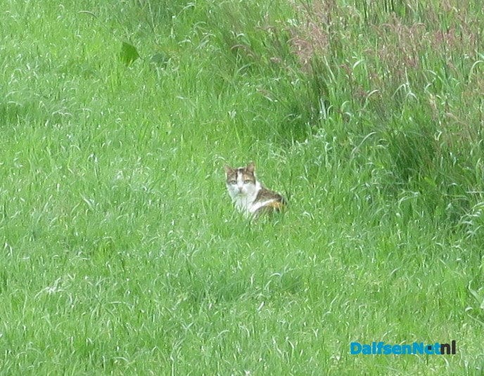 Veel rovers actief in het landschap - Foto: Wim