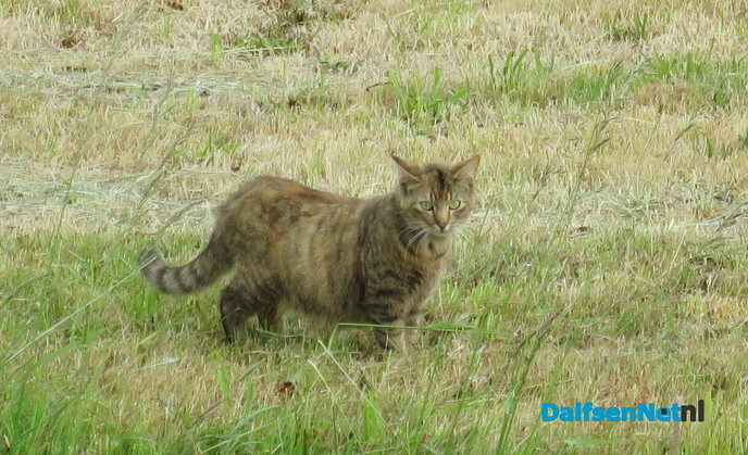 Veel rovers actief in het landschap - Foto: Wim