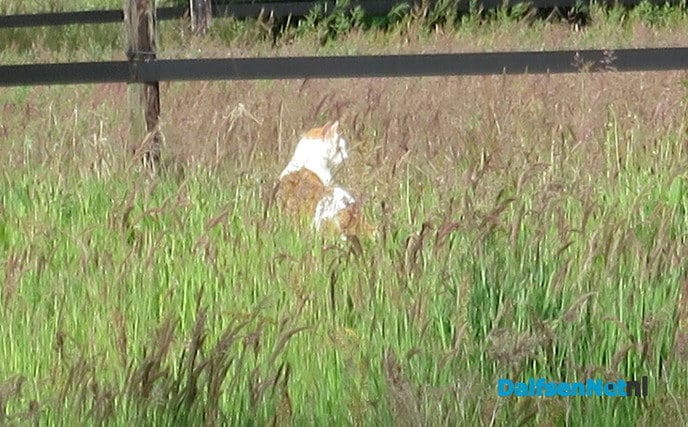 Veel rovers actief in het landschap - Foto: Wim