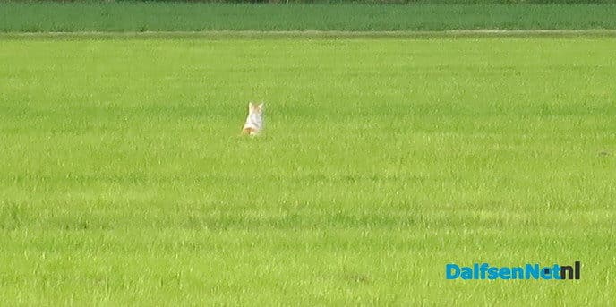 Veel rovers actief in het landschap - Foto: Wim
