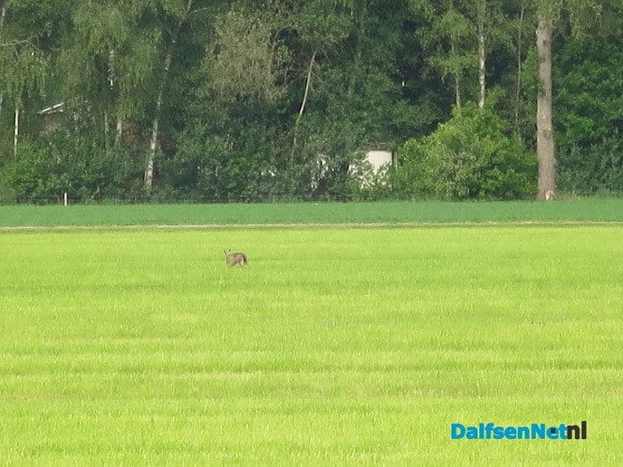 Veel rovers actief in het landschap - Foto: Wim