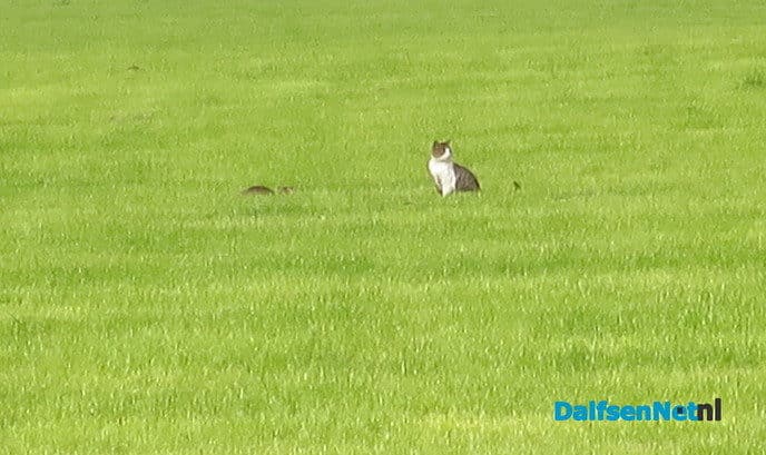 Veel rovers actief in het landschap - Foto: Wim