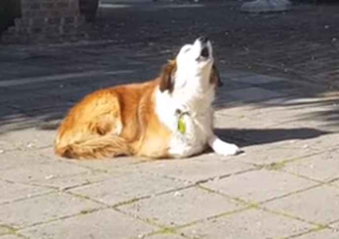 Zingende hond bij Kunst om Dalfsen - Foto: Eigen geleverde foto