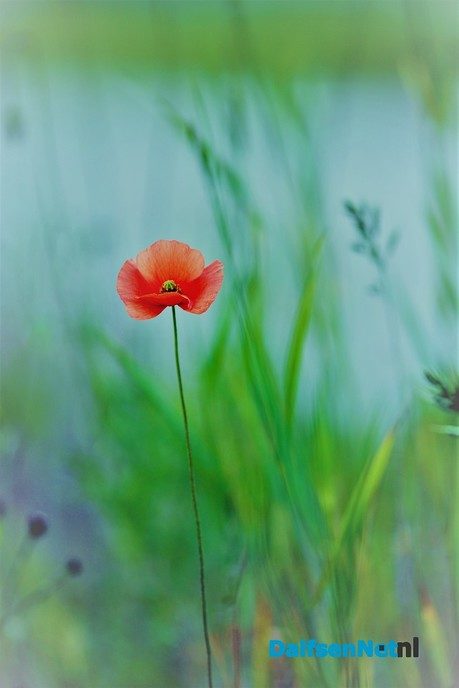 Natuurfoto’s - Foto: Ben Jonkman