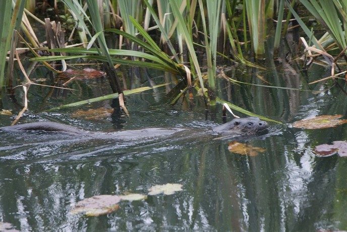 Otter geeft show in tochtsloot - Foto: Eigen geleverde foto