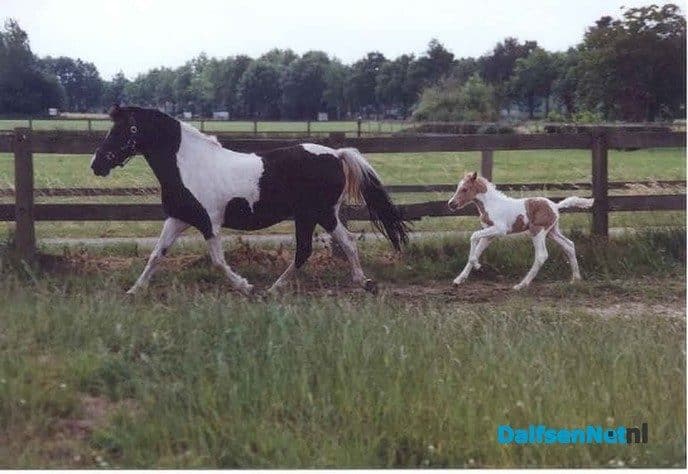 Kindermiddag bij Manege Gerner op 15 mei - Foto: Ingezonden foto