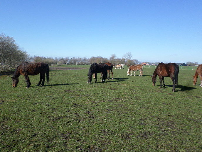 Kijk en doedag bij `t Olde Manegepeerd - Foto: Eigen geleverde foto