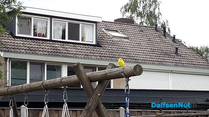 Gele parkiet vliegt rond in de bloemenbuurt - Foto: Ingezonden foto