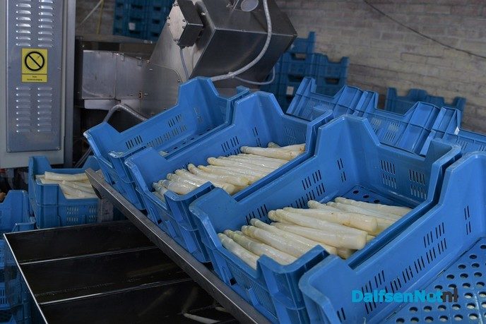 Zelf aardbeien plukken tijdens open dag Tuinderij van der Kolk - Foto: Johan Bokma