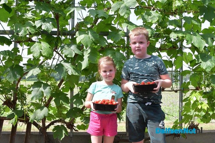 Zelf aardbeien plukken tijdens open dag Tuinderij van der Kolk - Foto: Johan Bokma