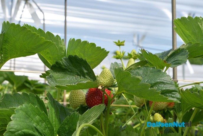 Zelf aardbeien plukken tijdens open dag Tuinderij van der Kolk - Foto: Johan Bokma