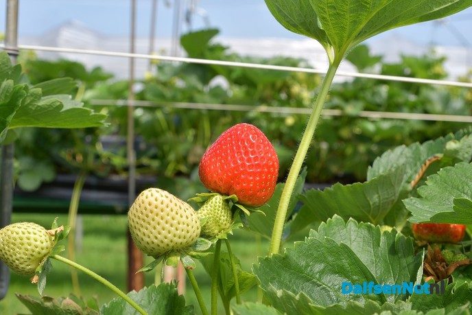 Zelf aardbeien plukken tijdens open dag Tuinderij van der Kolk - Foto: Johan Bokma