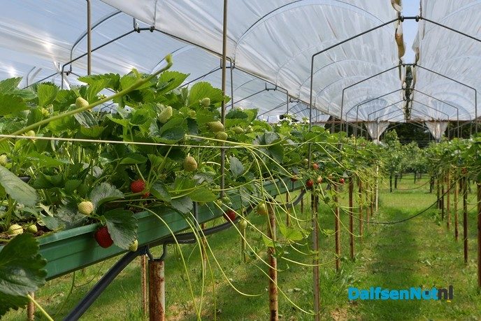Zelf aardbeien plukken tijdens open dag Tuinderij van der Kolk - Foto: Johan Bokma