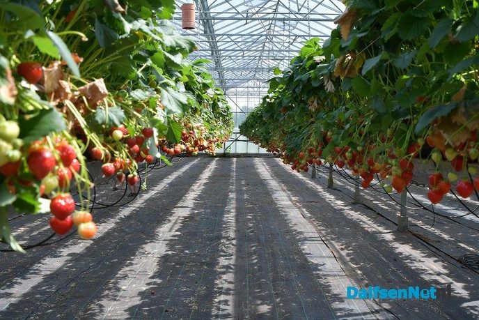 Zelf aardbeien plukken tijdens open dag Tuinderij van der Kolk - Foto: Johan Bokma