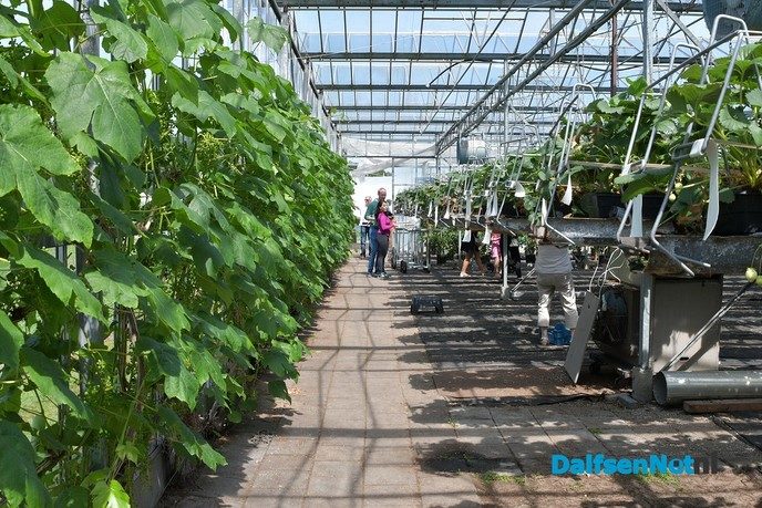 Zelf aardbeien plukken tijdens open dag Tuinderij van der Kolk - Foto: Johan Bokma