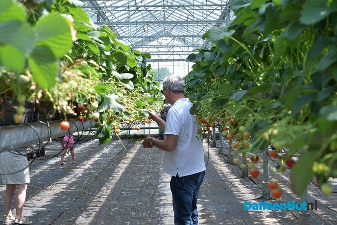 Zelf aardbeien plukken tijdens open dag Tuinderij van der Kolk - Foto: Johan Bokma